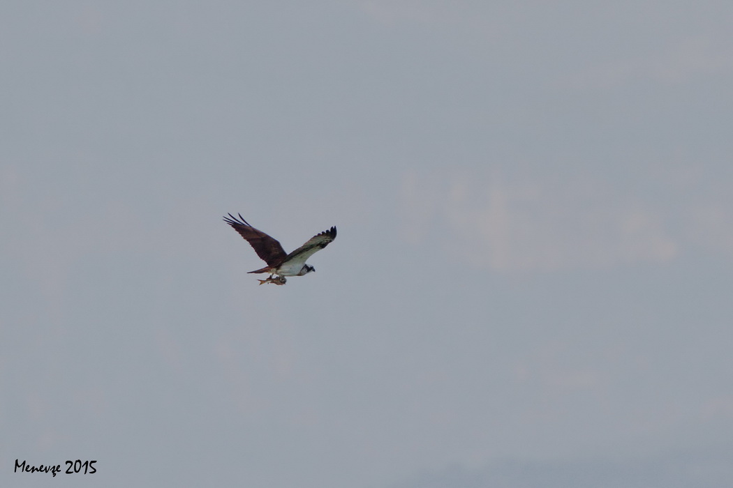 Osprey